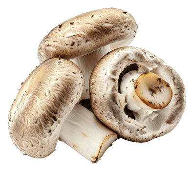 Fresh mushrooms arranged on a white background, cut out - stock . png