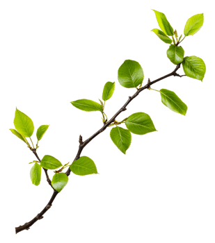 Fresh green leaves on a spring branch, cut out - stock . png