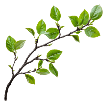 A young branch with fresh green leaves in spring, cut out - stock . png