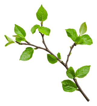 New green leaves on a spring branch, cut out - stock . png