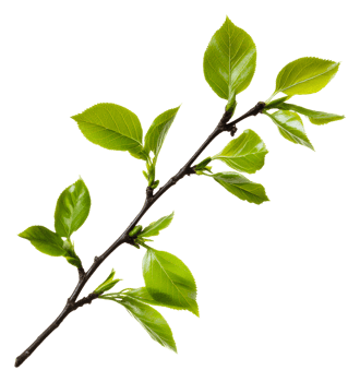 Fresh green leaves on a branch in natural light, cut out - stock . png