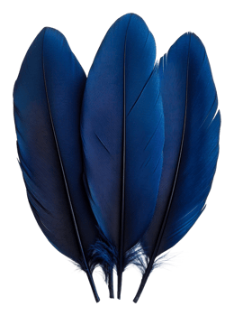 Decorative vibrant blue feathers, cut out - stock . png