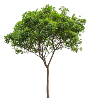 Isolated lush green tree on white, cut out - stock . png