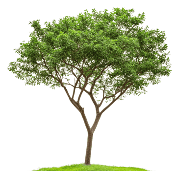 Tree on hill against white backdrop, cut out - stock . png