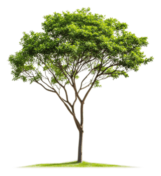 Lush green tree in a sunny outdoor setting, cut out - stock . png
