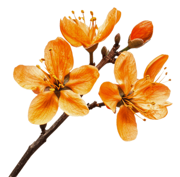 Orange blossoms on a branch during spring bloom, cut out - stock . png