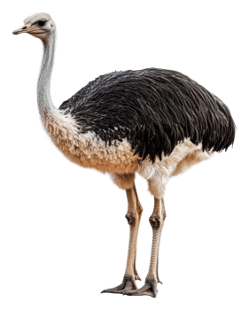 Young ostrich in natural habitat, cut out - stock . png