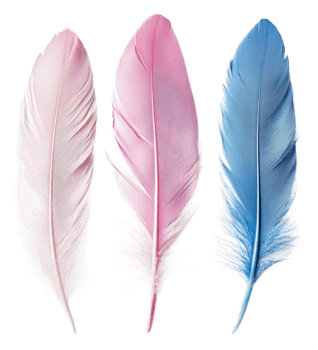Pastel feathers on white background, cut out - stock . png