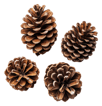 Beautiful pine cones arranged on a plain surface, cut out - stock . png