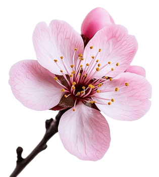 Delicate pink flower with yellow stamens in spring, cut out - stock . png