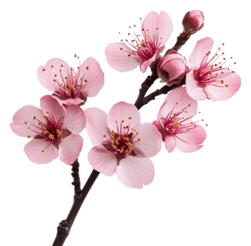 Pink blossoms bloom on a spring branch, cut out - stock . png