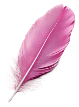 A vibrant pink feather against a white backdrop, cut out - stock . png