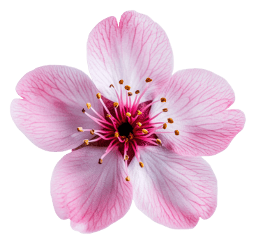 Cherry blossoms bloom beautifully in spring, cut out - stock . png