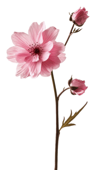 Delicate pink flower with budding blooms in spring, cut out - stock . png