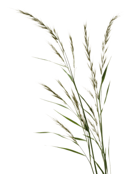 Tall grass on white background, cut out - stock . png