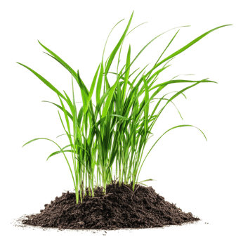 Fresh green grass growing from rich soil indoors, cut out - stock . png