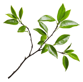Green branch with leaves on white, cut out - stock . png