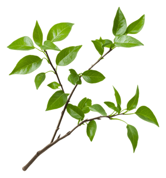 Green leaves on a branch captured in natural light, cut out - stock . png
