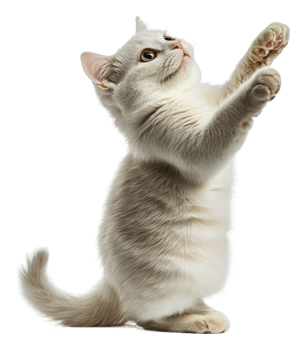 Playful cat reaching up in a bright indoor space, cut out - stock . png