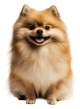 Happy pomeranian sitting on a white background, cut out - stock . png