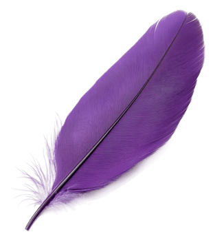 Purple feather resting on a light surface, cut out - stock . png