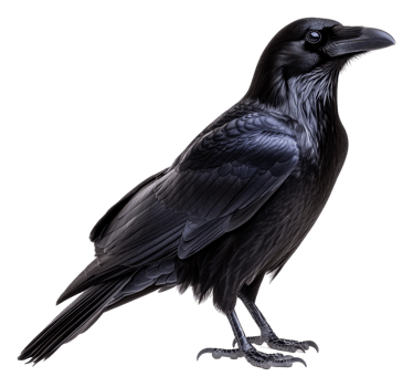 Raven poised elegantly on a surface, cut out - stock . png
