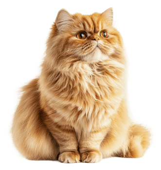 Graceful fluffy orange Persian cat indoors, cut out - stock . png