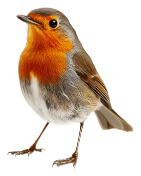 Vibrant-feathered robin perched beautifully, cut out - stock . png