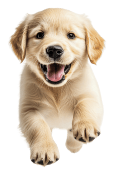 Happy golden retriever puppy running with joy, cut out - stock . png