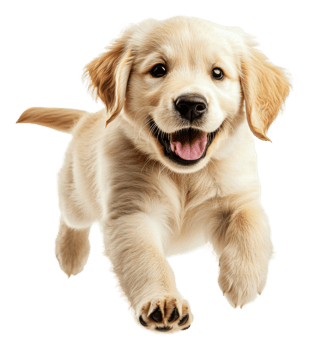 Golden retriever puppy running joyfully indoors, cut out - stock . png