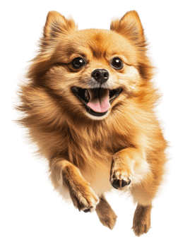 Happy Pomeranian jumping in mid-air with joy, cut out - stock . png