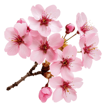 Blooming cherry blossoms in spring, cut out - stock . png
