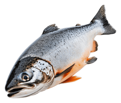 Freshly caught trout on a white background, cut out - stock . png