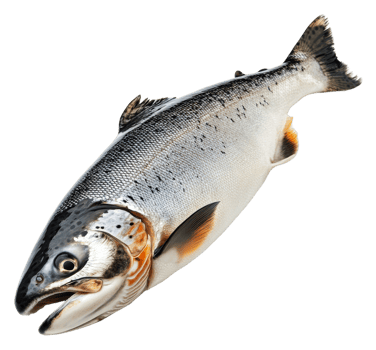 Fresh salmon caught in clear water during summer, cut out - stock . png