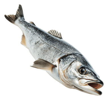 Freshly caught fish displayed on a clean surface, cut out - stock . png