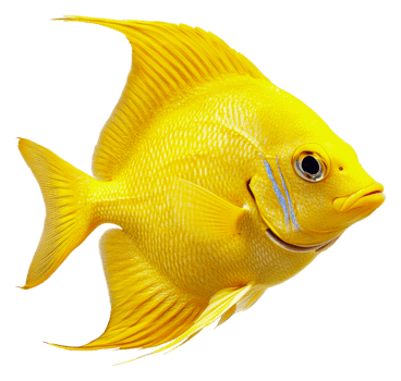 Bright yellow fish swimming in clear water habitat, cut out - stock . png