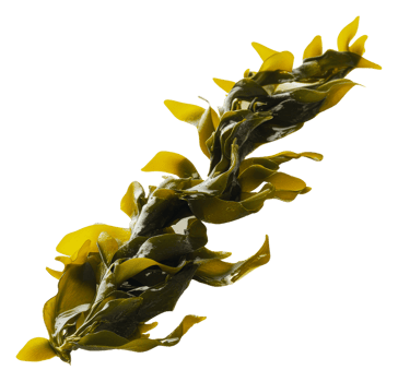 Fresh seaweed strand from the ocean at sunrise, cut out - stock . png