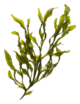 Green seaweed branch on a white background, cut out - stock . png