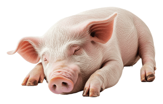 Sleeping piglet on white background, cut out - stock . png