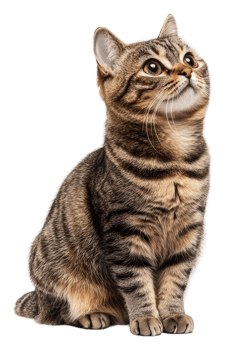 Curious tabby cat sitting gracefully at home, cut out - stock . png
