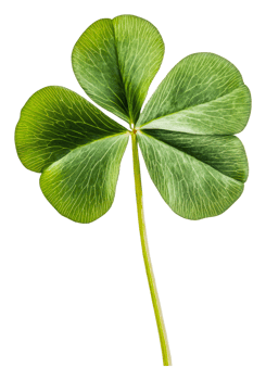 Close-up of a four-leaf clover on white, cut out - stock . png