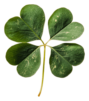 Vibrant green four-leaf clover, cut out - stock . png