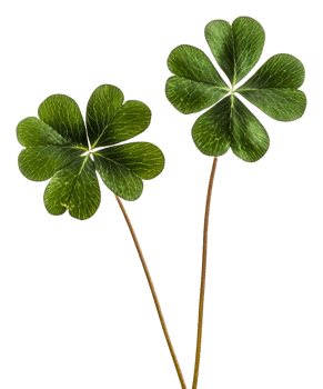 Unique four-leaf clovers on a white background, cut out - stock . png