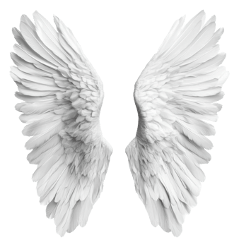 White angel wings on a white background, cut out - stock . png