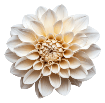 Beautiful white dahlia blossom in soft sunlight, cut out - stock . png