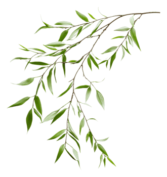 Green foliage branch with vibrant leaves isolated, cut out - stock . png