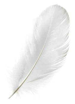 Delicate white feather resting on a soft surface, cut out - stock . png