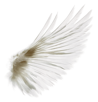 White feather wing on white background, cut out - stock . png