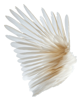 Swirling elegant white feathers, cut out - stock . png