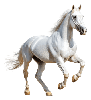 Majestic white horse galloping across the field, cut out - stock . png